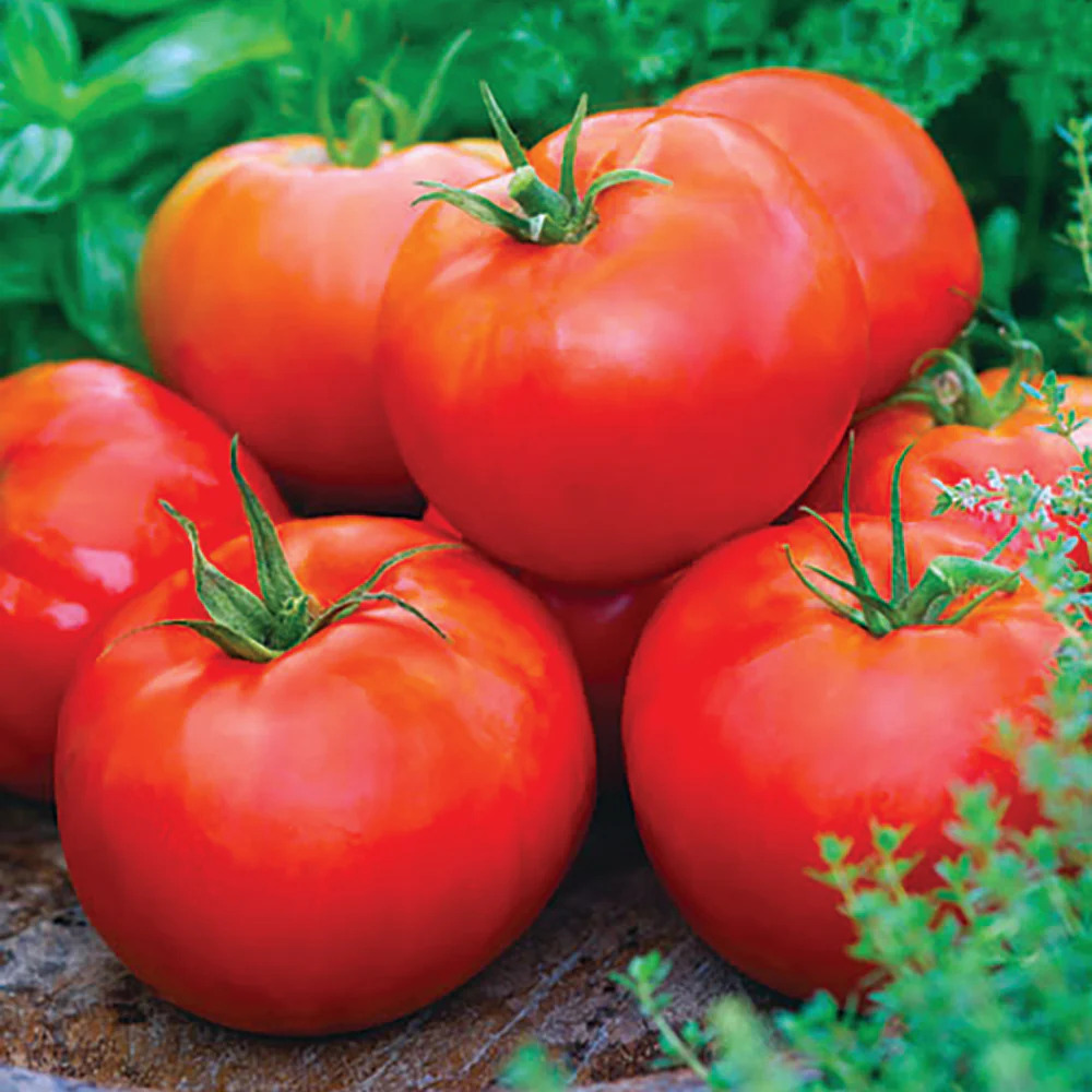 Tomatoes - Beefsteak - Locally Grown - 1 Quart